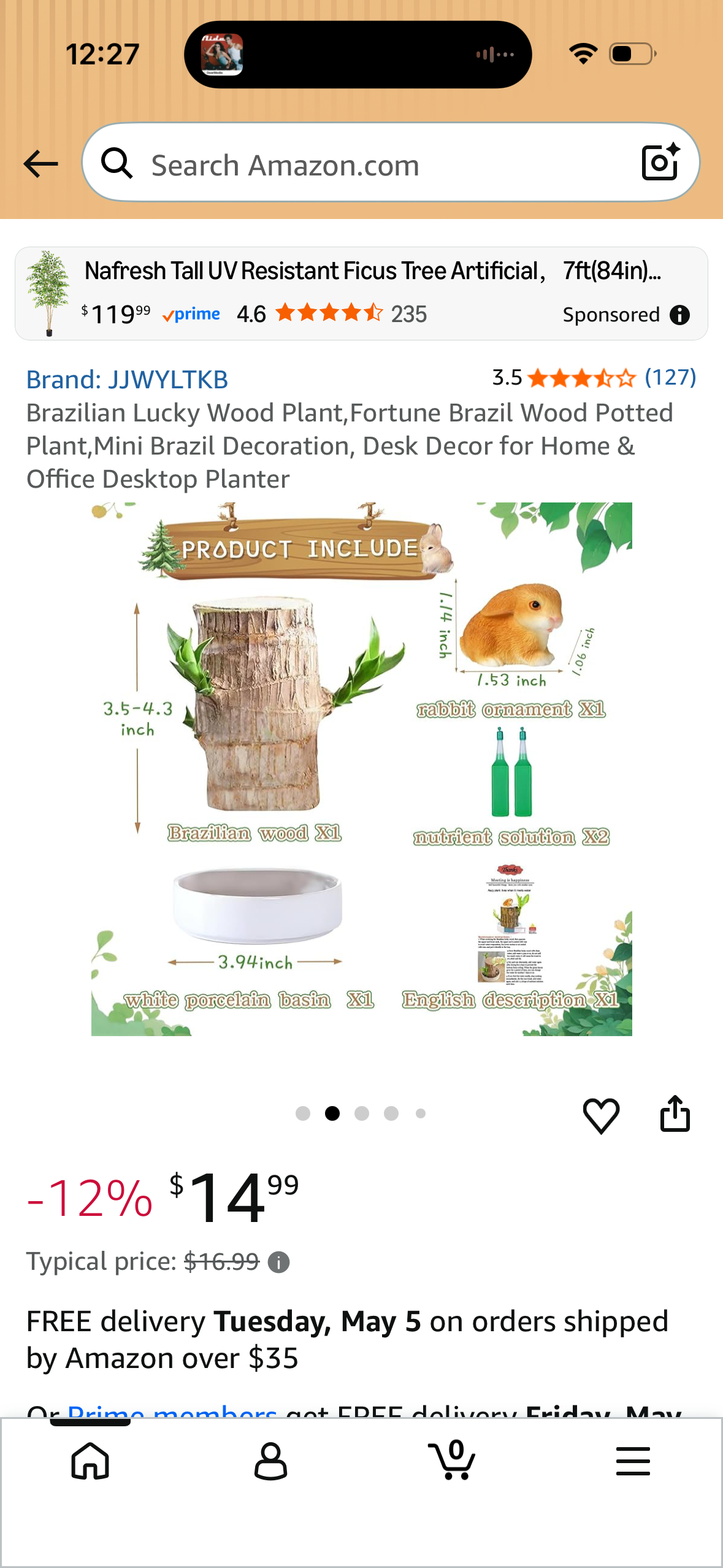 Brazilian Lucky Wood Plant,Fortune Brazil Wood Potted Plant,Mini Brazil Decoration, Desk Decor for Home & Office Desktop Planter LP