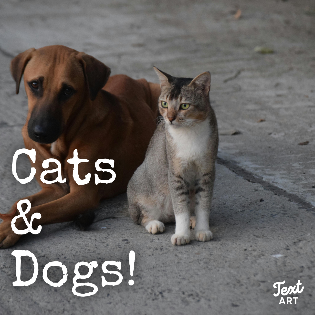 Cats & Dogs