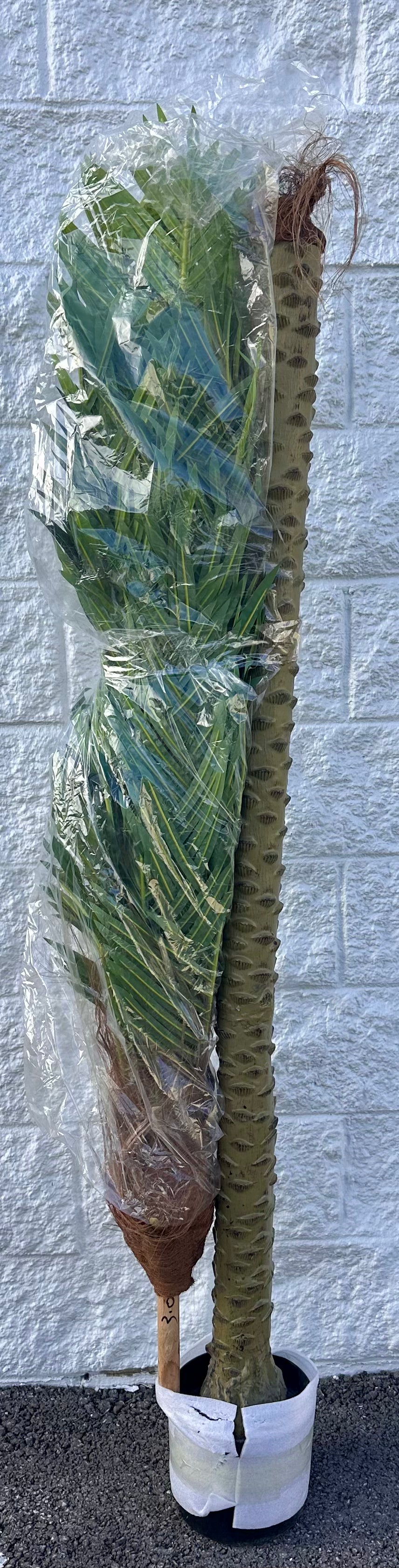 Artificial Palm Tree, 10ft for Outdoors, Faux Triple Phoenix Palm with 18 Leaves, 120 Inch Tall Large Tropical Palm Tree for Patio, Poolside, Garden, Home, Office Decor (10feet,1Pack) (L1161)