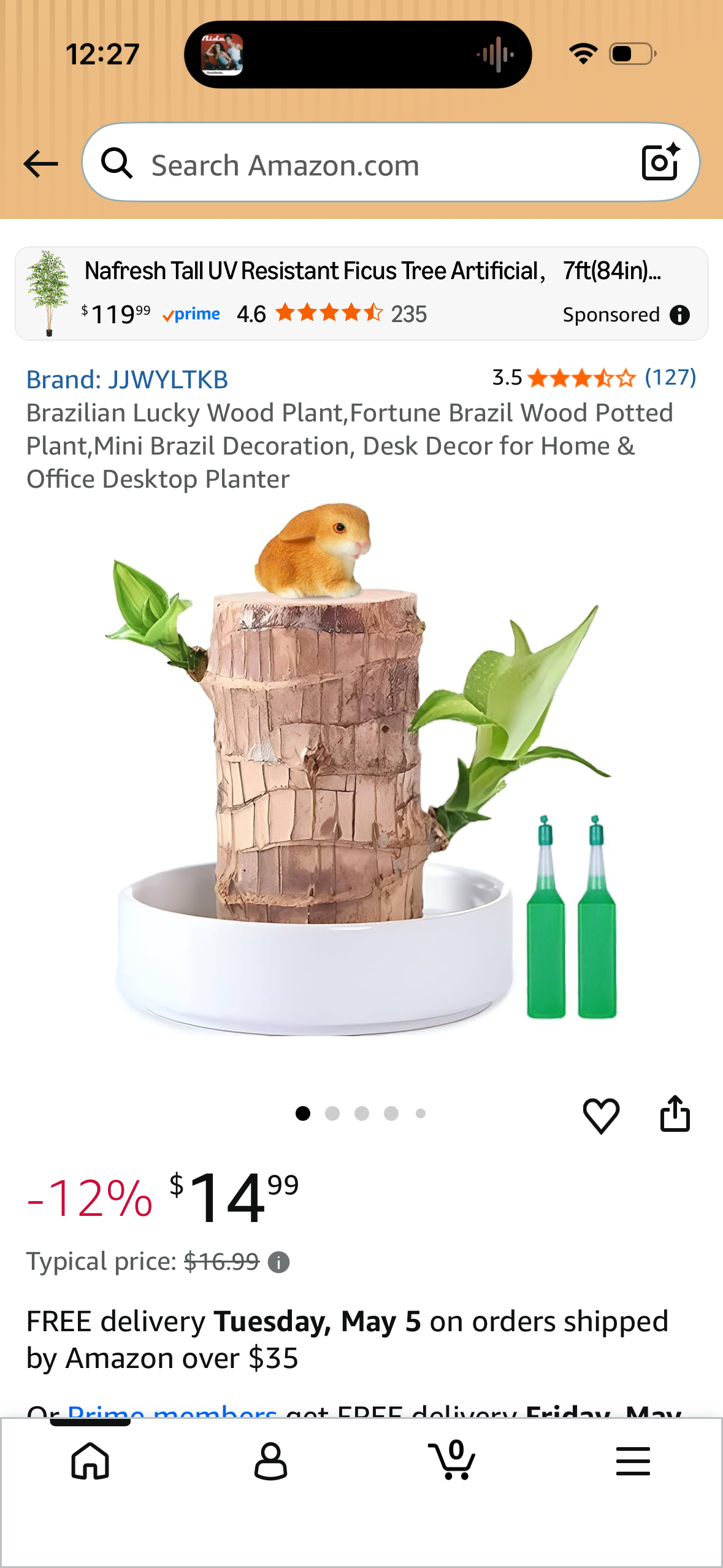 Brazilian Lucky Wood Plant,Fortune Brazil Wood Potted Plant,Mini Brazil Decoration, Desk Decor for Home & Office Desktop Planter LP