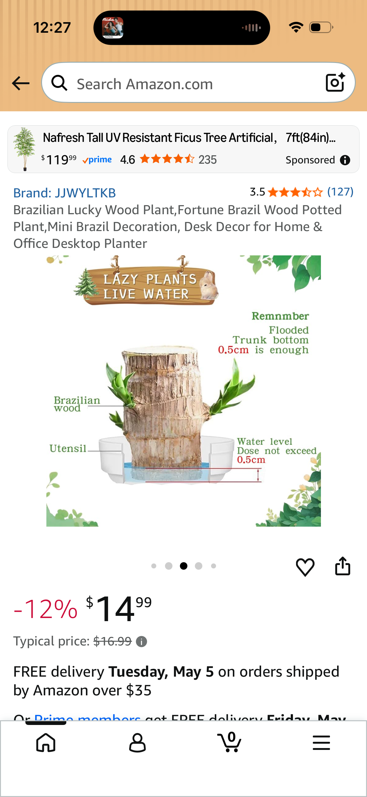 Brazilian Lucky Wood Plant,Fortune Brazil Wood Potted Plant,Mini Brazil Decoration, Desk Decor for Home & Office Desktop Planter LP