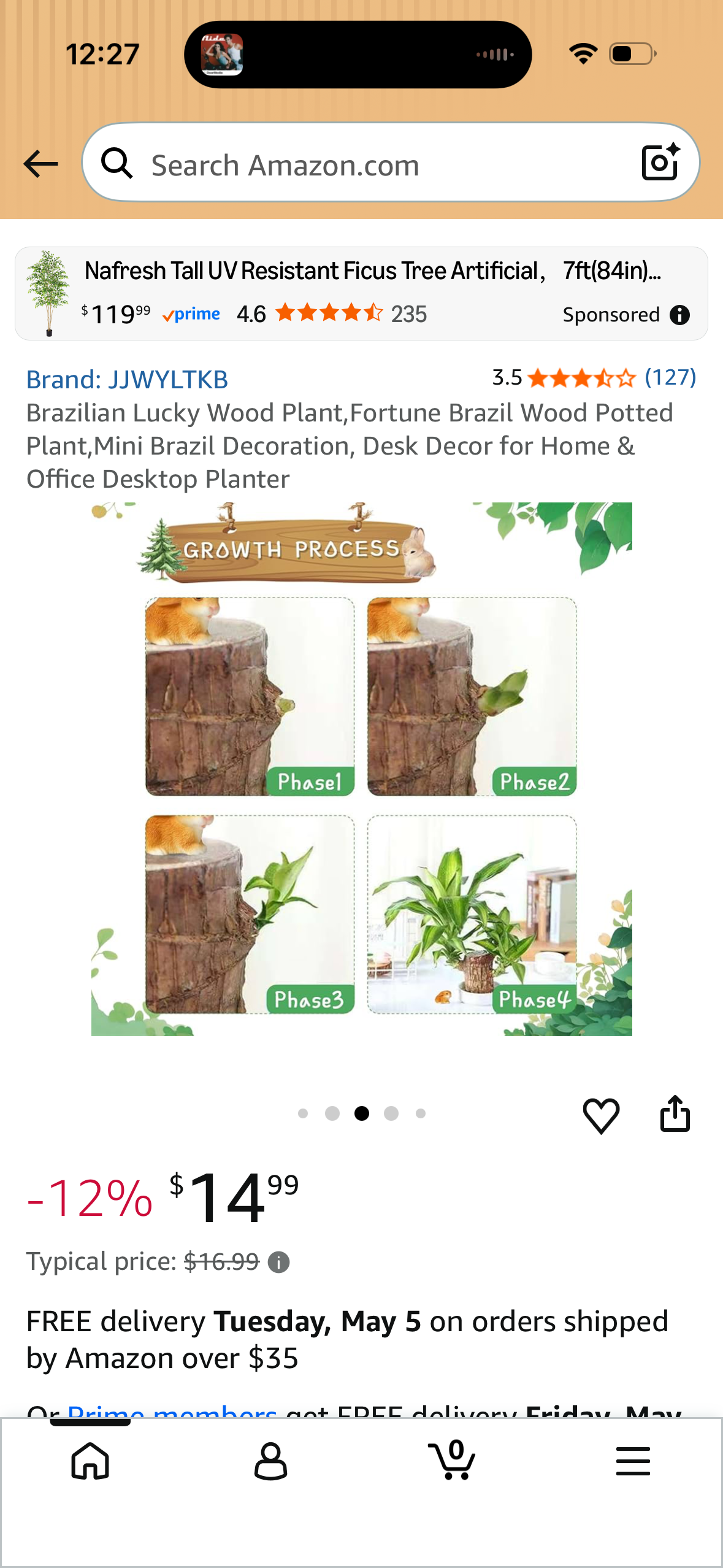 Brazilian Lucky Wood Plant,Fortune Brazil Wood Potted Plant,Mini Brazil Decoration, Desk Decor for Home & Office Desktop Planter LP